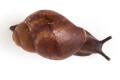 Archachatina puylaerti juvenil